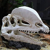 Dinosaur Skull Head Decor 2-H4/18x8.5x14cm